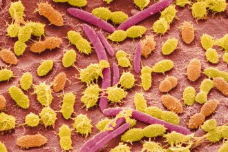The gut microbiome may play a role in shaping our personality