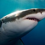 There’s One Predator in The Ocean Instilling Terror in Great White Sharks : ScienceAlert