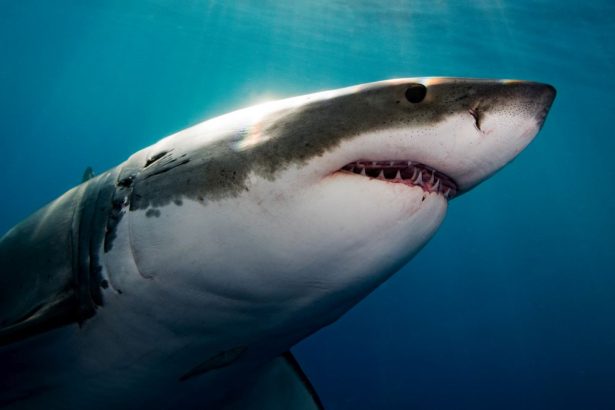 There’s One Predator in The Ocean Instilling Terror in Great White Sharks : ScienceAlert