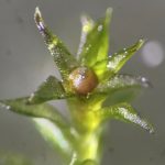 These Are the Weird Life-forms That Can Survive in Space