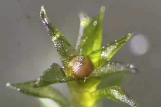 These Are the Weird Life-forms That Can Survive in Space