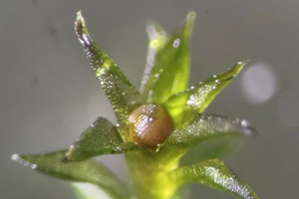 These Are the Weird Life-forms That Can Survive in Space