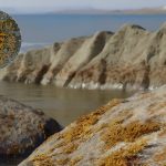 This Fossil Is Rewriting the Story of How Plants Spread across the Planet