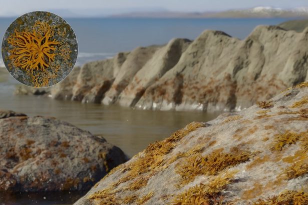 This Fossil Is Rewriting the Story of How Plants Spread across the Planet