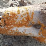 This bright orange life-form could point to new dino discoveries