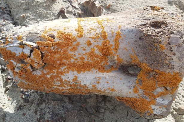 This bright orange life-form could point to new dino discoveries