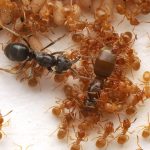 This parasitic ant tricks workers into committing matricide