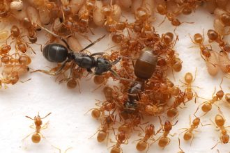 This parasitic ant tricks workers into committing matricide