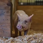 This pig’s bacon was delicious. But she’s alive and well