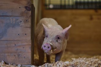 This pig’s bacon was delicious. But she’s alive and well