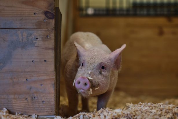 This pig’s bacon was delicious. But she’s alive and well