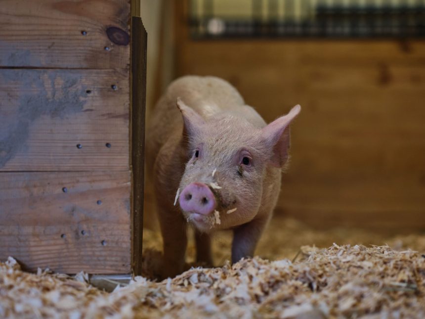 This pig’s bacon was delicious. But she’s alive and well
