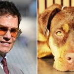 Tom Brady Reveals His New Dog Junie is a Clone of His Previous Pooch Lua