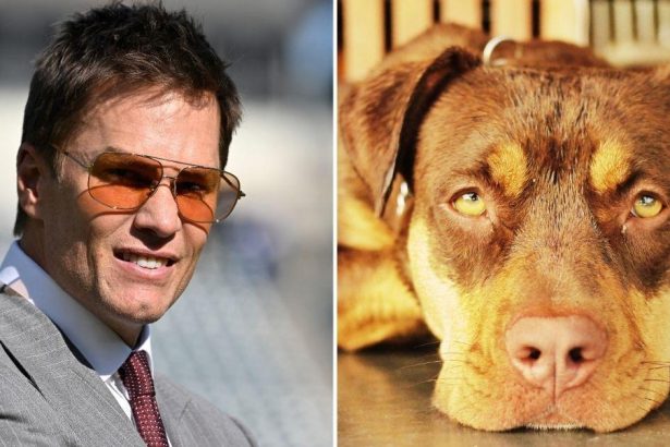 Tom Brady Reveals His New Dog Junie is a Clone of His Previous Pooch Lua