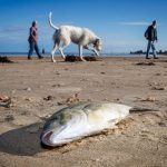 Toxic algae blighting South Australia could pose a global threat