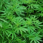 Trip to Africa derails at O’Hare when agents finds 143 pounds of pot in couple’s bags