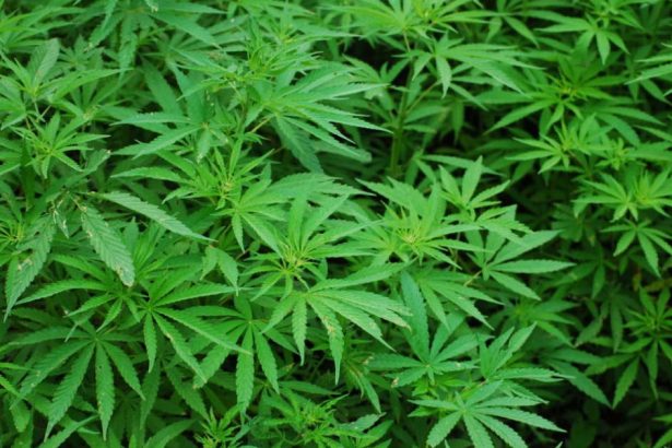 Trip to Africa derails at O’Hare when agents finds 143 pounds of pot in couple’s bags