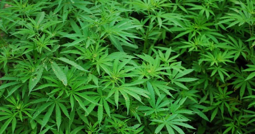 Trip to Africa derails at O’Hare when agents finds 143 pounds of pot in couple’s bags