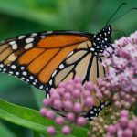 Trump administration seeks to roll back protections for imperiled species and habitat : NPR