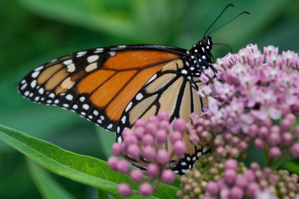 Trump administration seeks to roll back protections for imperiled species and habitat : NPR