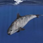 Two Vaquita Calves Offer Flicker of Hope for Most Endangered Porpoises on Earth
