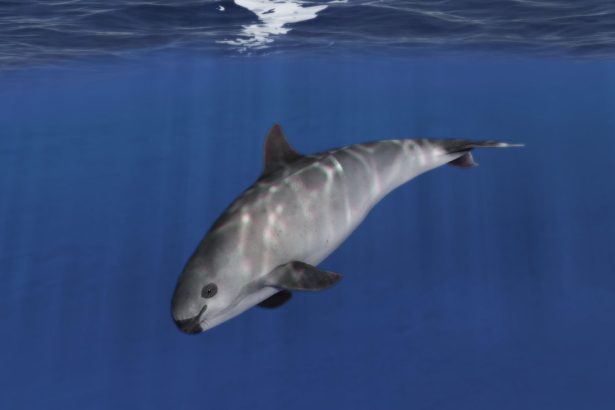 Two Vaquita Calves Offer Flicker of Hope for Most Endangered Porpoises on Earth