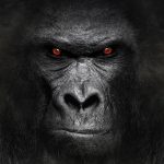 US Healthcare’s Biggest Problem: Overlooking The T Gorilla