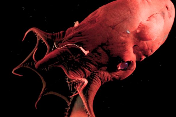 ‘Vampire Squid From Hell’ Reveals The Ancient Origins of Octopuses : ScienceAlert