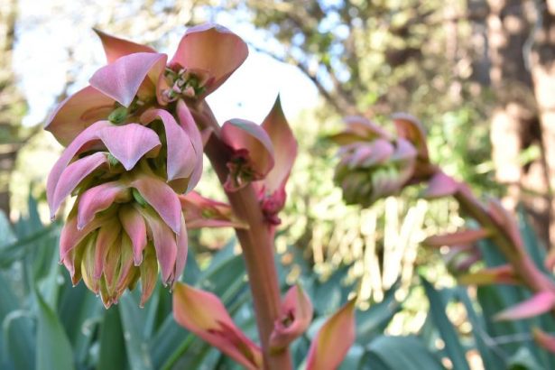 Vibrant display of flower spikes