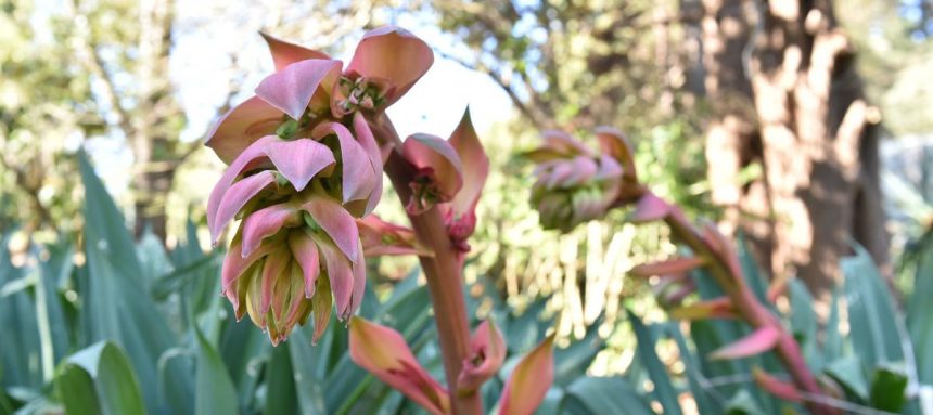 Vibrant display of flower spikes