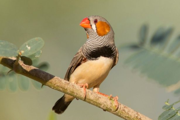 We May Finally Understand Why Birds Burst Into Song at Dawn : ScienceAlert