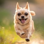 We May Have Bred Neurodiversity Into Our Pets, Expert Suggests : ScienceAlert