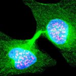 We may need a fourth law of thermodynamics for living systems