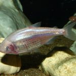 What Blind Cave Fish and Venomous Snails Can Teach Us about Diabetes