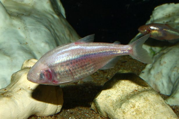 What Blind Cave Fish and Venomous Snails Can Teach Us about Diabetes