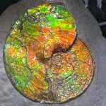 What causes the rainbow shimmer of ammolite gems?