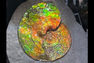 What causes the rainbow shimmer of ammolite gems?