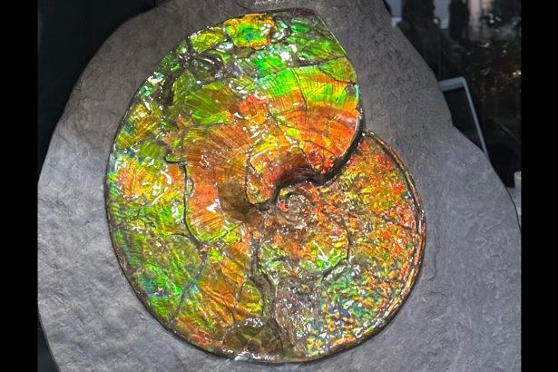 What causes the rainbow shimmer of ammolite gems?