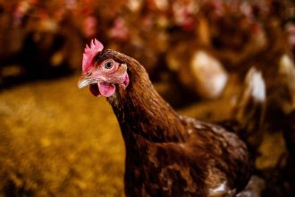 Why Bird Flu Is Surging Again—And What It Means for Public Health