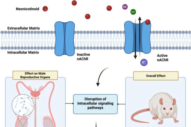 Widely used pesticides may lower sperm count