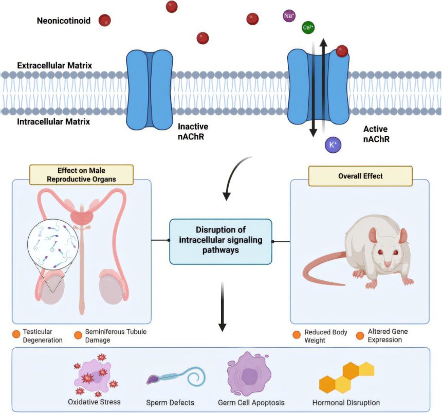 Widely used pesticides may lower sperm count