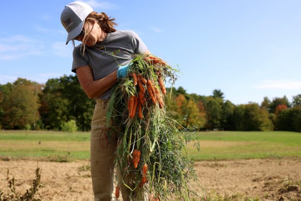 With SNAP in crisis, America’s epic food waste problem has become a lifeline