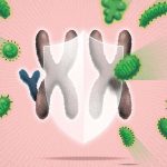 Women have supercharged immune systems and we now know why