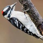 Woodpecker hammering is a full-body affair