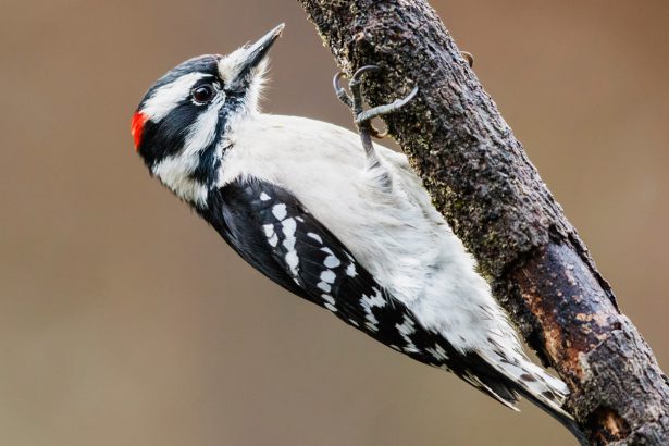 Woodpecker hammering is a full-body affair