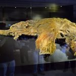 Woolly Mammoth Unlocks Reveals the World’s Oldest RNA