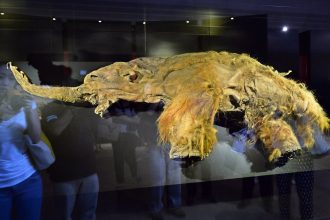 Woolly Mammoth Unlocks Reveals the World’s Oldest RNA