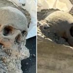 Workers find ‘skull’ encased in concrete at Boston pier, sparking mob hit fears