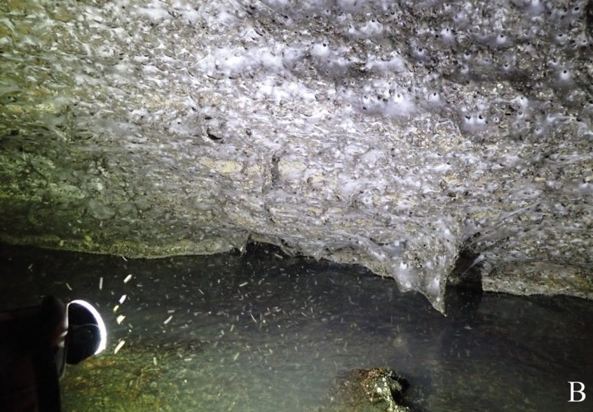 World’s Largest Spider Web Discovered in Bizarre Sulfur Cave