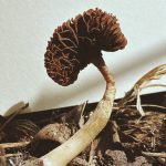 Ying Ang Zeroes In on the Fleshy Underbellies of Fungi in ‘Fruiting Bodies’ — Colossal